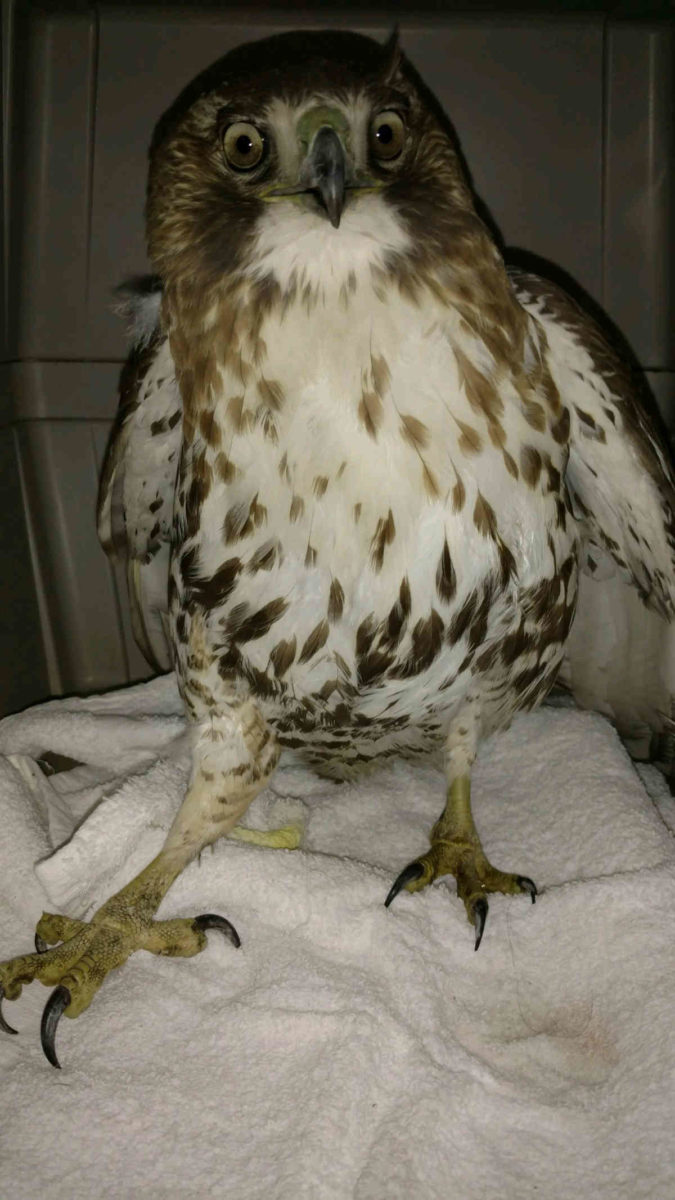 Fowl feast: Prospect Park hawk in intensive care after swallowing poisoned rodent