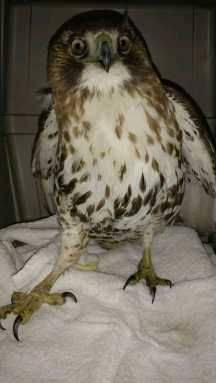 Fowl feast: Prospect Park hawk in intensive care after swallowing poisoned rodent