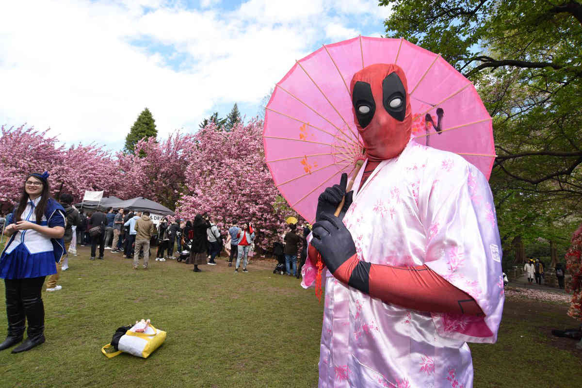 Full bloom Brooklyn Botanic Garden celebrates cherry blossom season