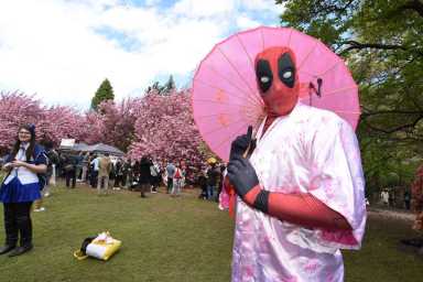 Full bloom: Brooklyn Botanic Garden celebrates cherry blossom season with cultural performances
