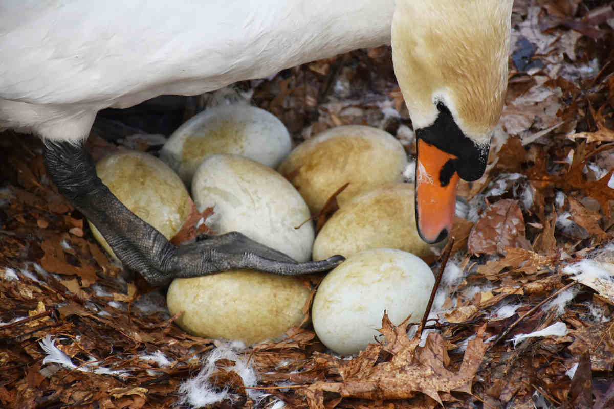 Eggs-cruciating! Park stewards investigating disappearance of swan eggs from Prospect Park