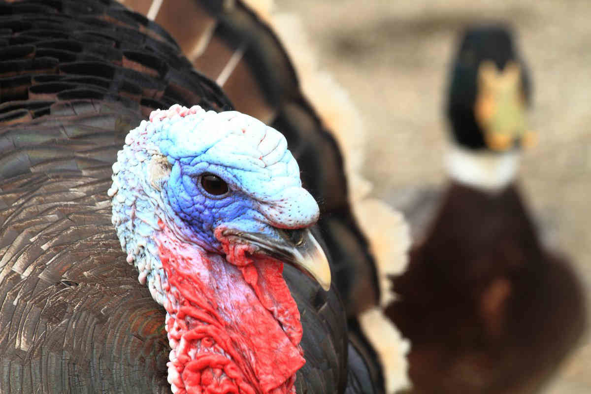 Wild turkey: Subways delayed after turkey wanders onto tracks in Sunset Park