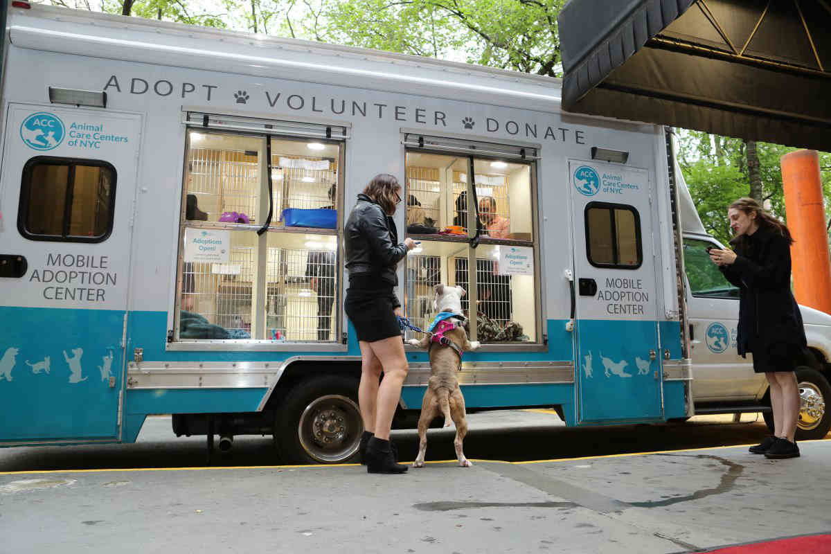 Adoption Center