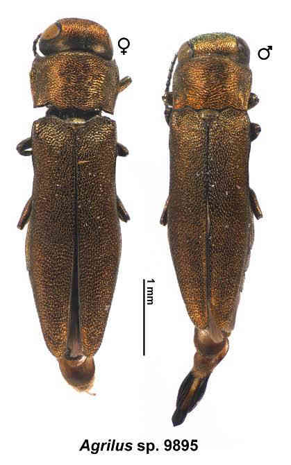 Scientists discover new beetle species with unique genitalia at Green-Wood Cemetery