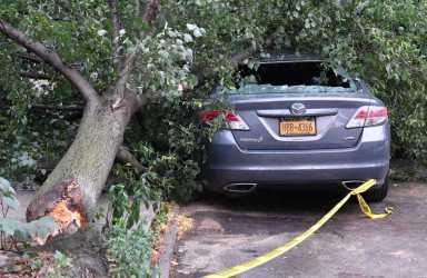Timber!: Trees fall across the borough during Saturday’s storm