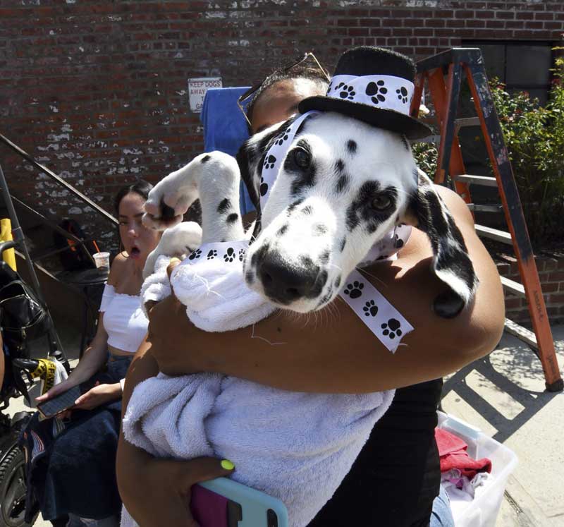 Good clean fun: Do-gooders wash dogs to support Windsor Terrace animal shelter
