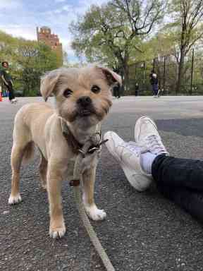 Dognappers steal sickly pooch outside Williamsburg grocery store