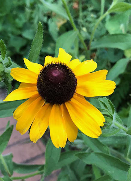 upload-20190804-174444-img_7225.jpg