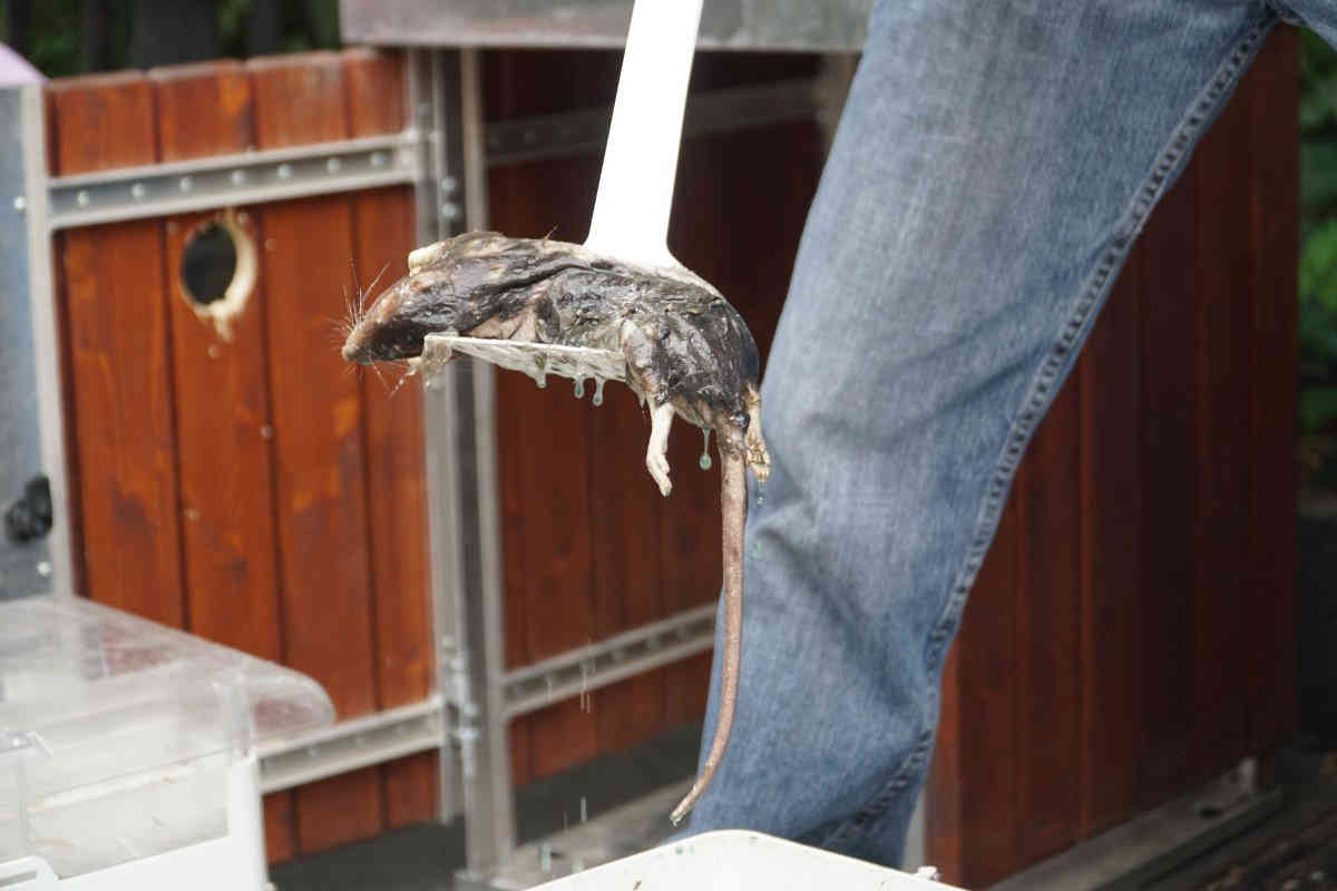 Borough president pushes for new trap program that intoxicates and drowns rats
