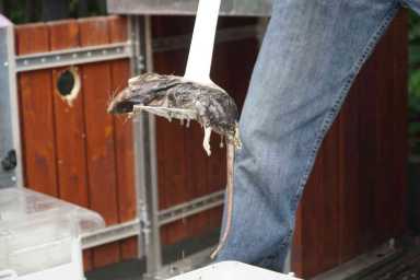 Borough president pushes for new trap program that intoxicates and drowns rats