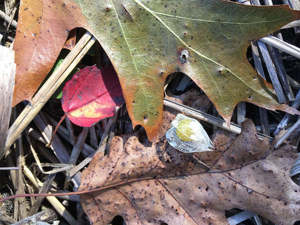 upload-20190920-133334-oct_creative_homesteading.jpg