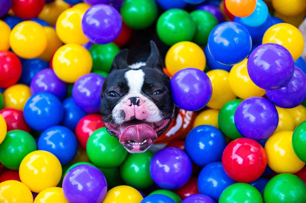 Pooch perfect: Massive canine wonderland comes to Williamsburg