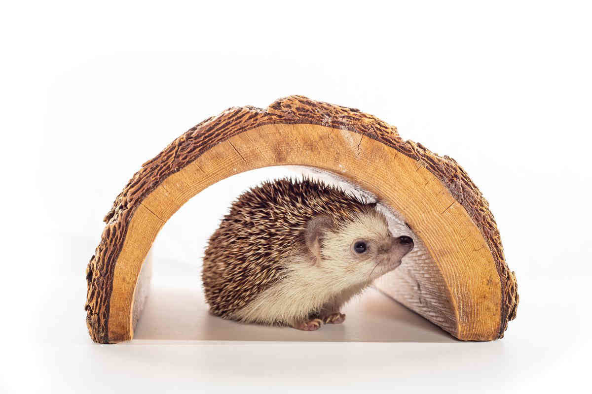 Snooze fest! See sloths and other sleepy animals at new exhibit