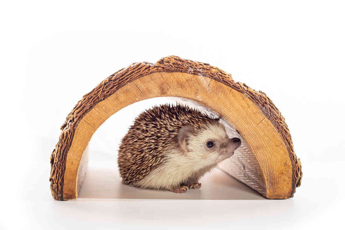 Snooze fest! See sloths and other sleepy animals at new exhibit