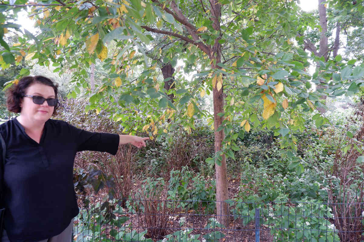 City must axe Fort Greene Park trees to make way for new life: Park steward