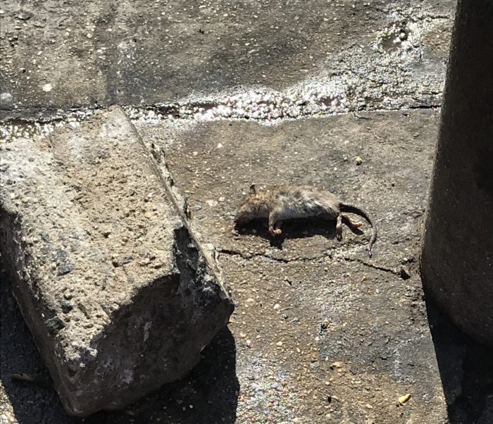 rats in coney island
