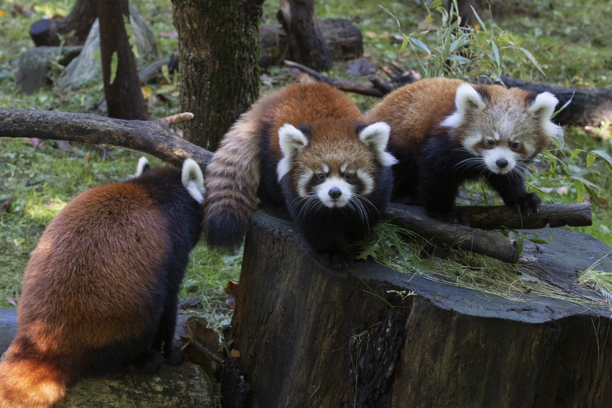 Julie Larsen Maher_1582_Styan’s Red Panda and Cubs_PPZ_10 24 19