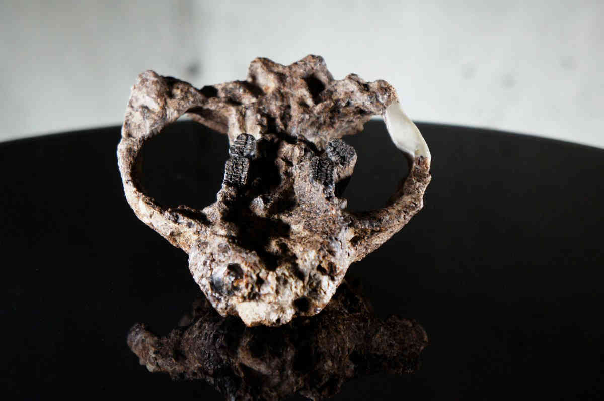 Brooklyn College professor involved in groundbreaking fossil discovery
