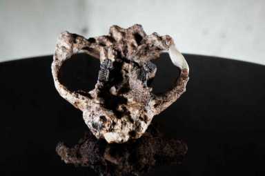 Brooklyn College professor involved in groundbreaking fossil discovery