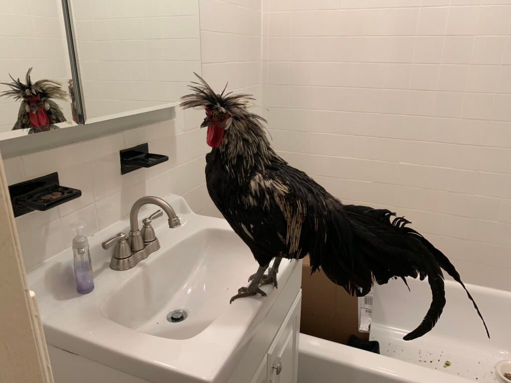 park slope chicken