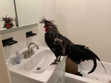 park slope chicken