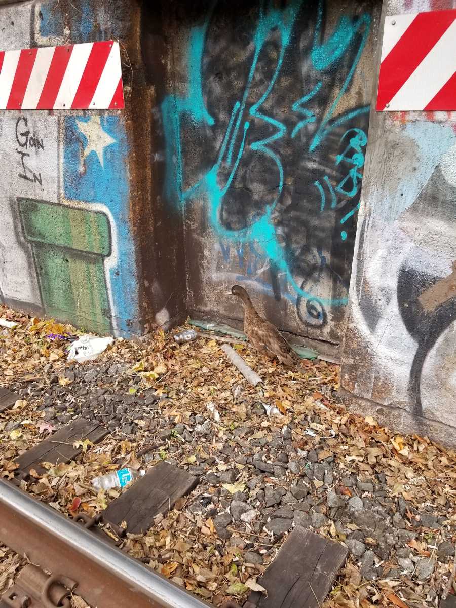duck
