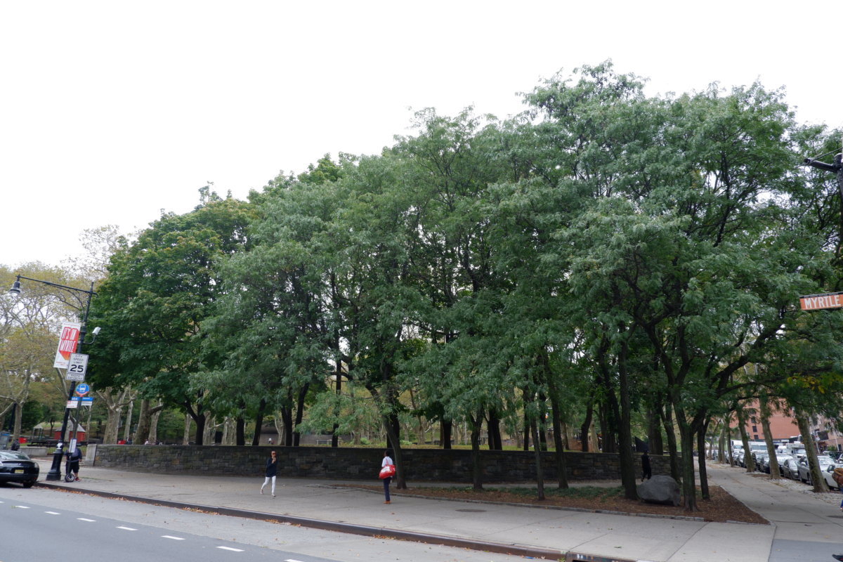 Fort Greene Park trees