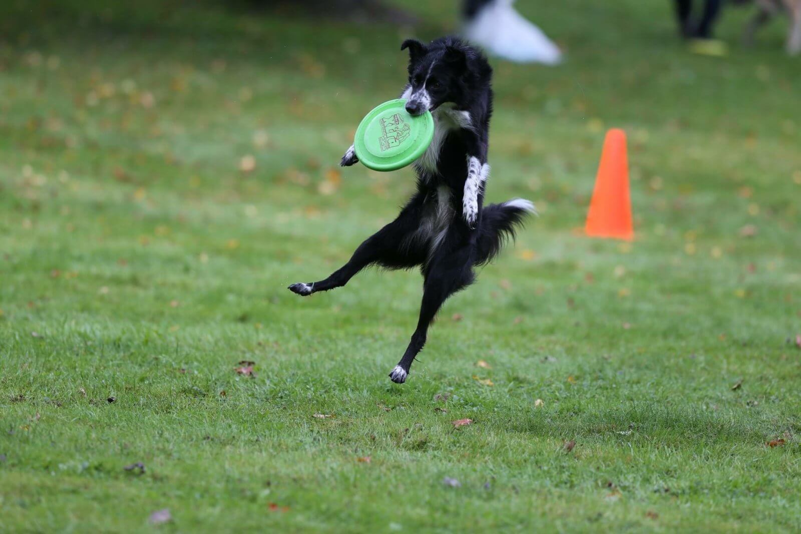 Ruff competition Canine frisbee club opens winter tossandfetch