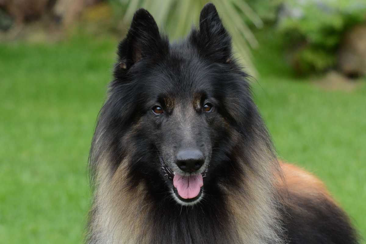 belgian-2868632
