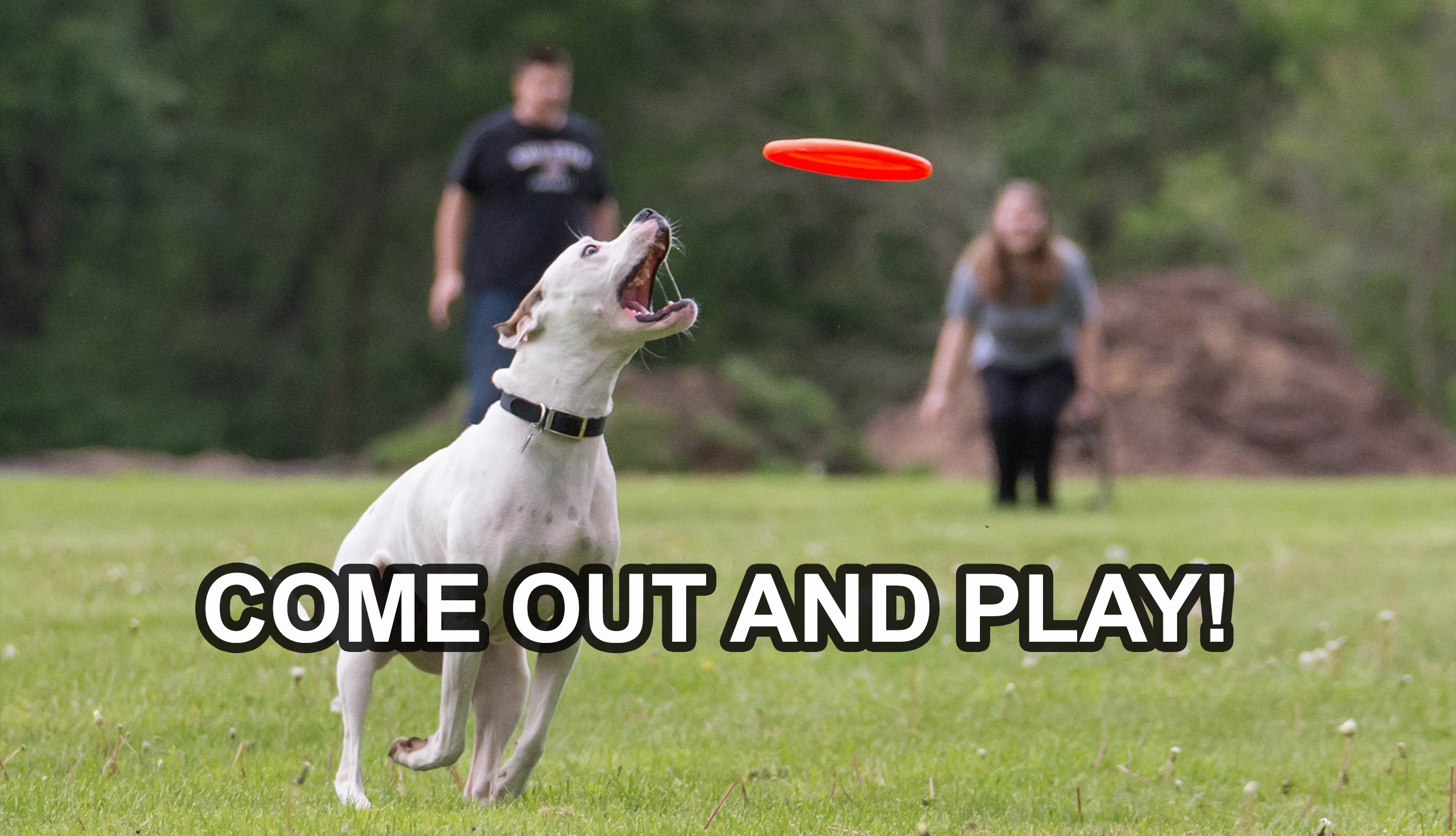 dog and frisbee