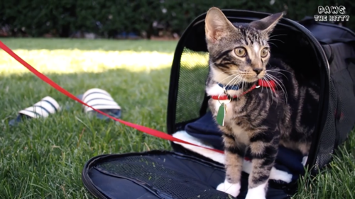 CatVideoFest 2020 – Adorable Kitten