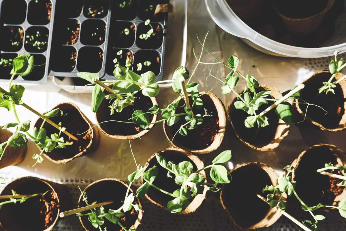 variety-of-green-plants-1105019