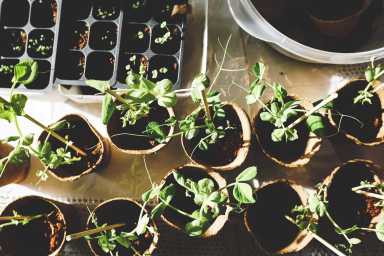 variety-of-green-plants-1105019