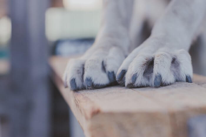 dog