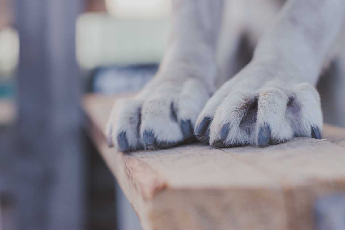 dog