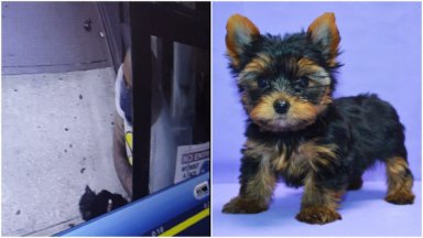 Puppie steal