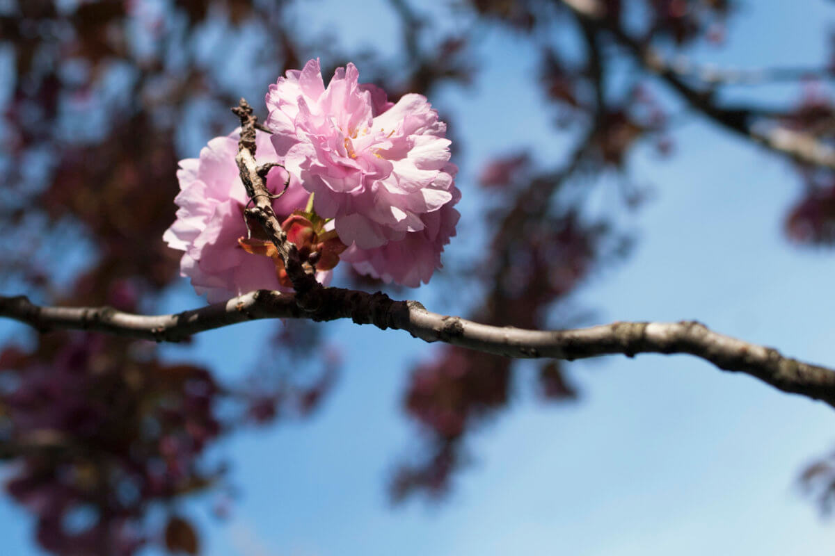 Cherry blossoms bloom on trees at the Brooklyn Botanic Gardens in New York