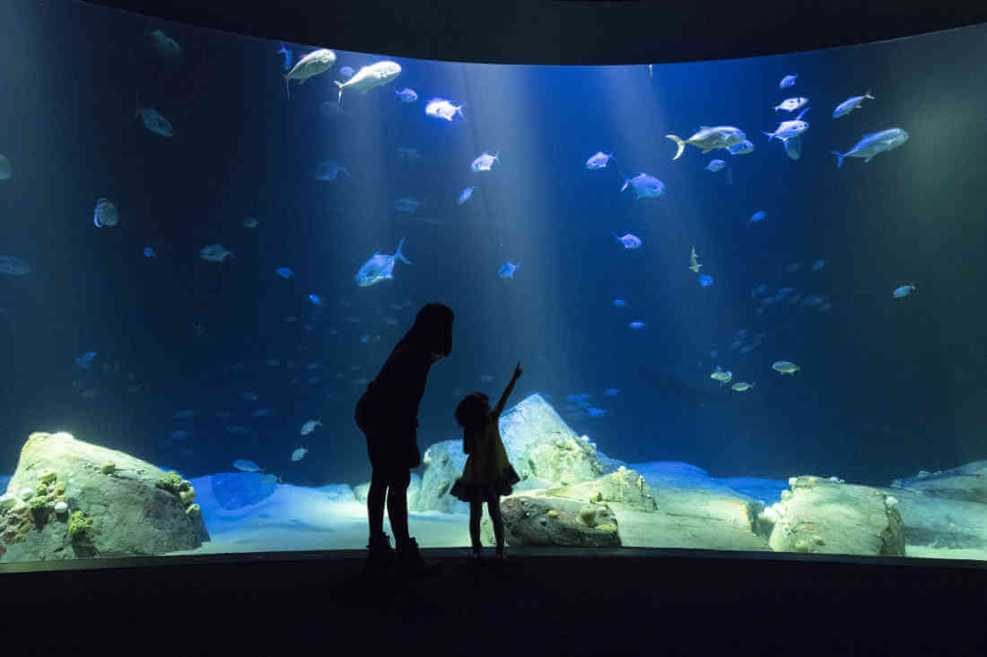 24-ss-sharks-coney-aquarium-2018-06-22-bk02_z