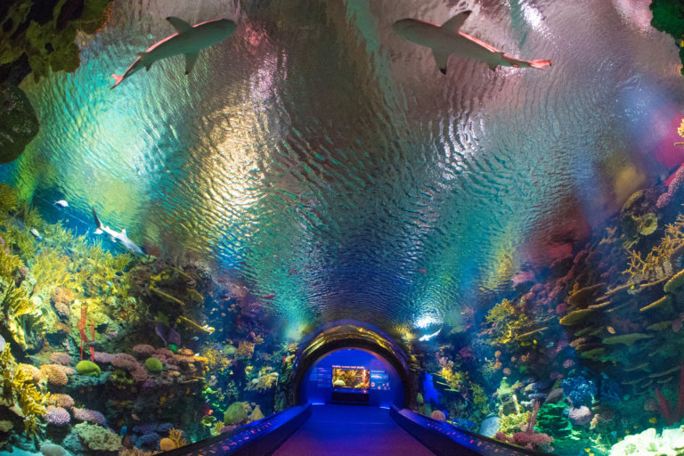 New York Aquarium to reopen with COVID restrictions on Aug. 27 • Brooklyn Paper