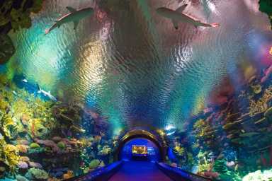 Julie Larsen Maher_1104_Coral Tunnel_OWS_AQ_06 18 18_hr