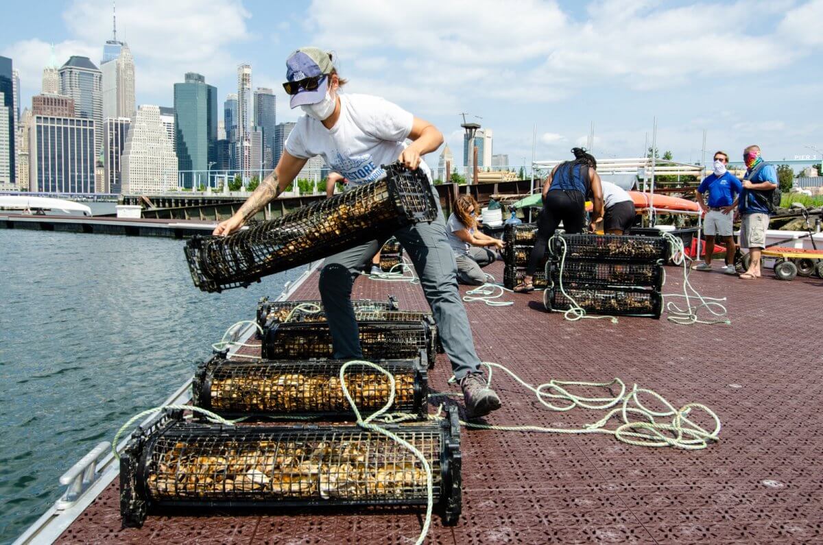 Billion Oyster Project