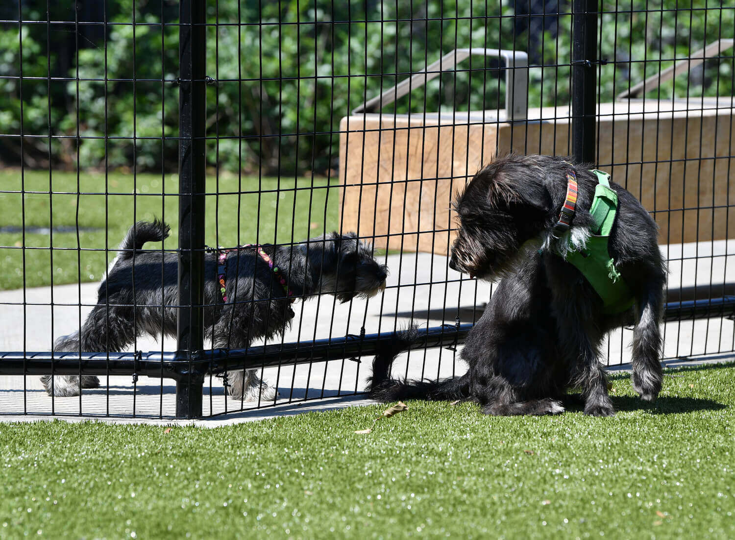 dog boarding manhattan