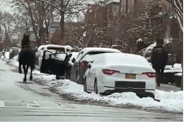 See it: NYPD horses race through Midwood after breaking free