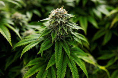 FILE PHOTO: Chemdawg marijuana plants grow at a facility