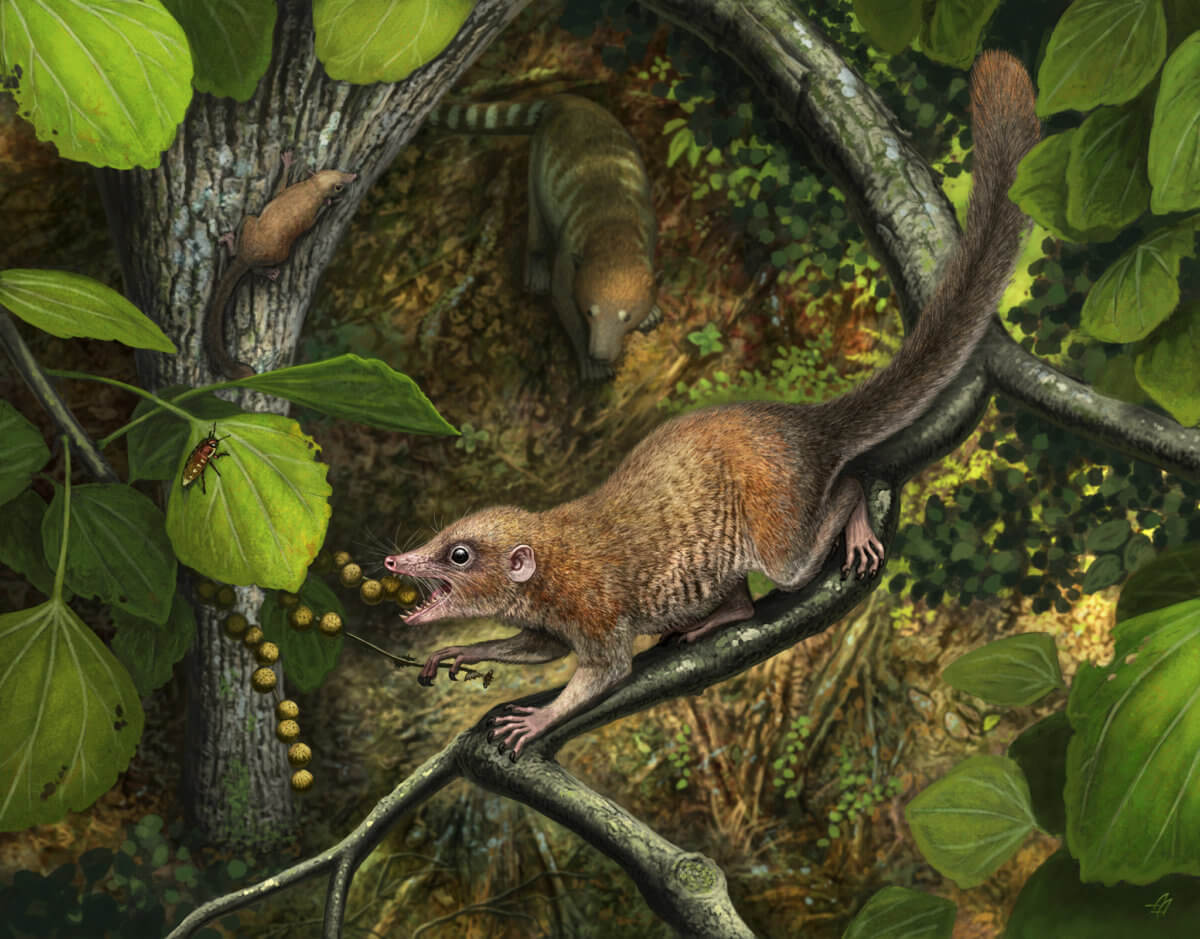 earliest primate