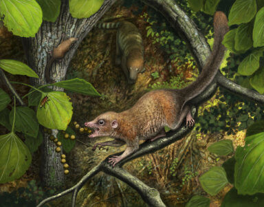 earliest primate