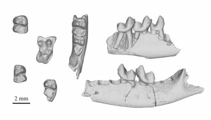 earliest primate