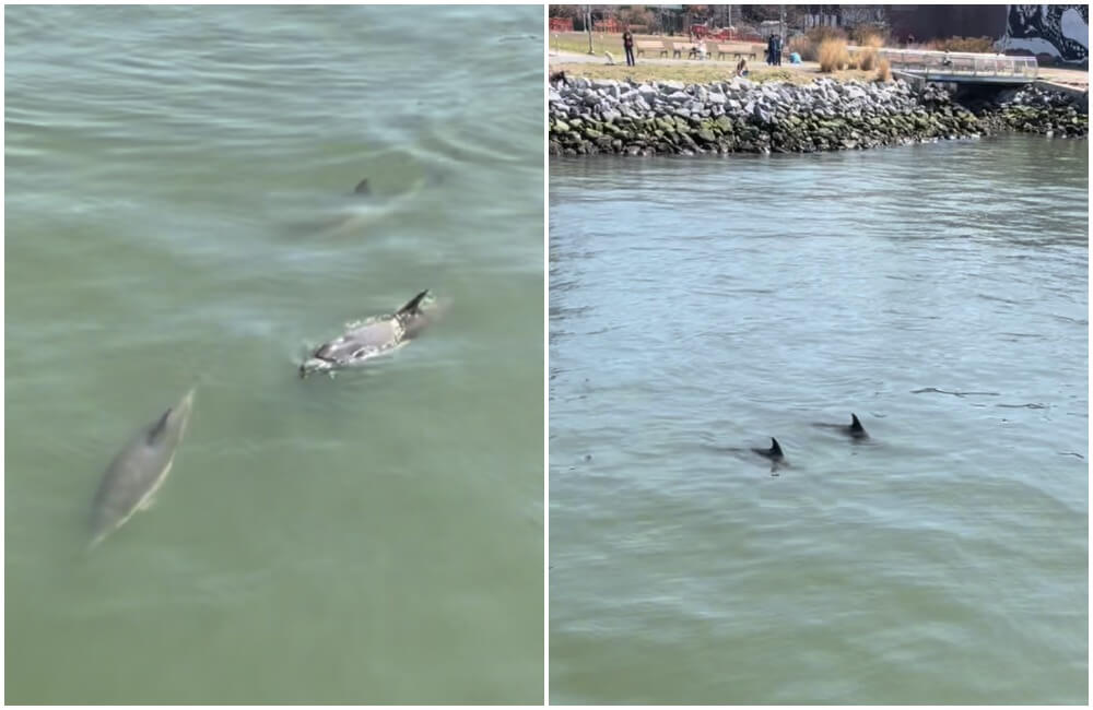 dolphins