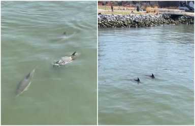 dolphins