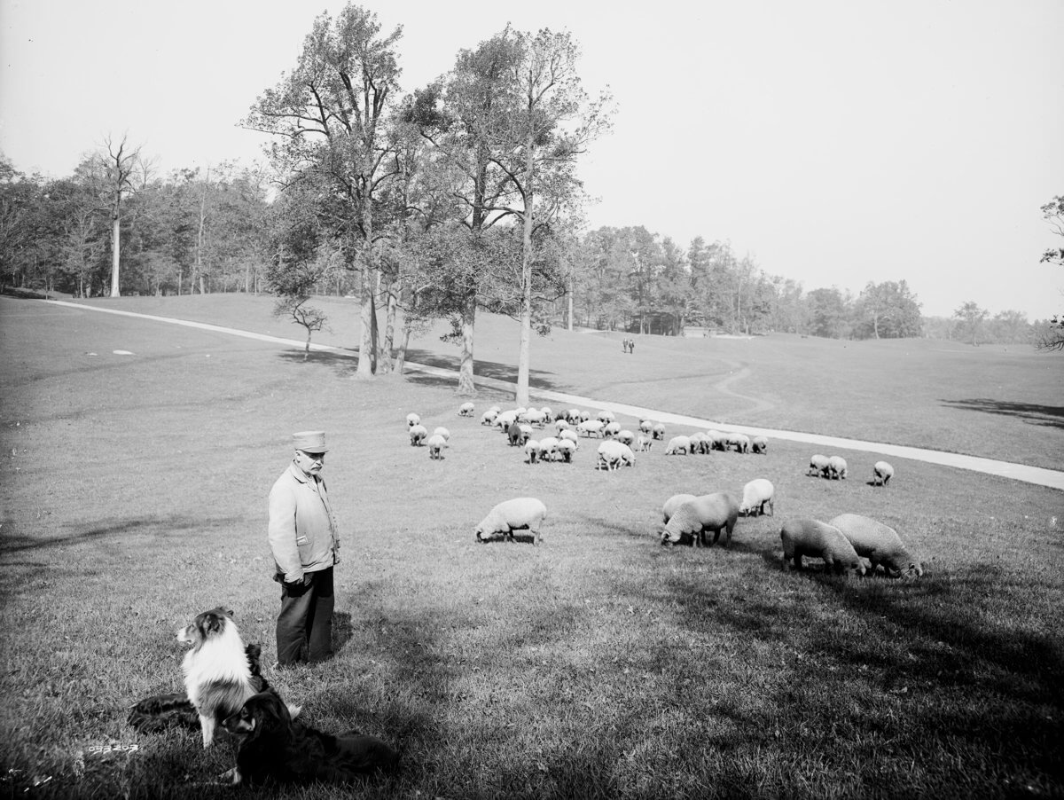 prospect-park-sheep-long-meadown-1900-library-congress